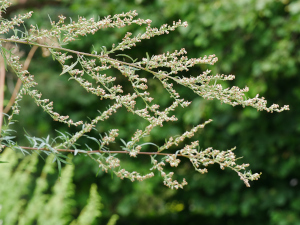Beifuß (Artemisiae herba)