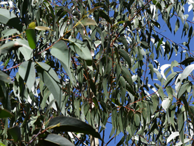 Eukalyptusblätter (Eucalypti folium)
