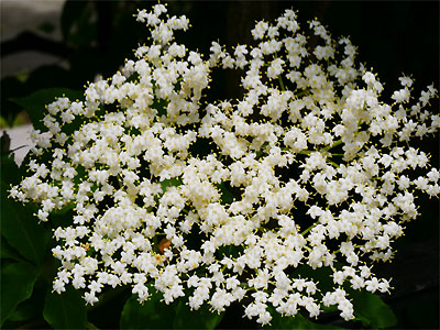 Holunderblüte (Sambuci flos)