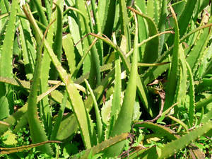 Aloe vera