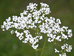 Baldrianblüte (Valerianae flos)