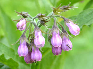 Beiwellblüten (Symphytum officinalis)