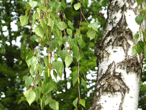 Birkenblätter (Betuale folium) Birkenblätter (Betuale folium)