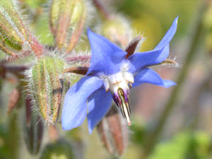 Borretschblüte (Borrago officinalis)