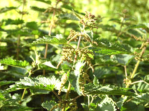 Brennnessel (Urtica dioca) Brennnessel (Urtica dioca)