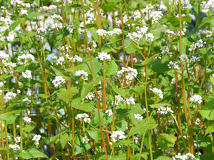 Buchweizen (Fagopyri herba)