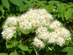 Eberesche (Sorbus aucuparia) Ebereschenblüte (Sorbi flos)
