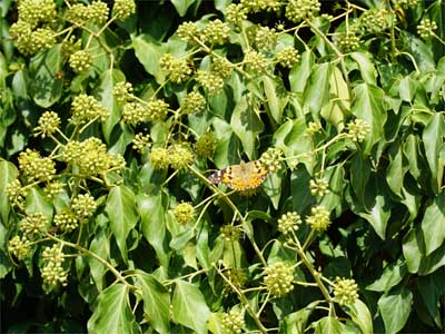 Efeublätter (Herderae folium)