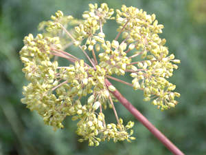 Engelwurz (Angelicae radix) Engelwurzblüte (Angelica archangelica)
