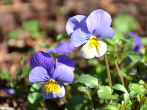 Feldstiefmütterchen (Viola tricoloris)