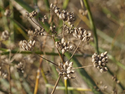 Fenchelfrüchte (Foeniculi semen)