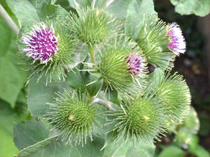 Große Klette (Arctium lappa)