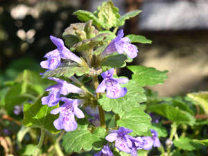 Gundermann (Gleochoma hederacea) Gundermann (Gleochoma hederacea)
