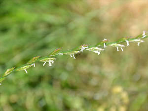 Heublume (Graminis flos)