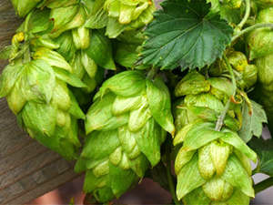 Hopfen (Humulus lupulus) Hopfen (Humulus lupulus)