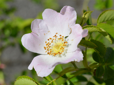 Hundsrose (Rosae flos)