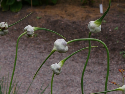 Knoblauch (Allium sativum)