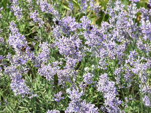 Lavendel (Lavandulae flos)