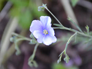 Leinsamen (Linum usitatissimum) Leinsamen (Linum usitatissimum)