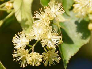 Lindenblüten (Tiliae flos)