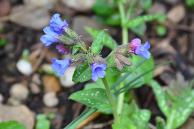 Lungenkraut (Pulmonariae herba)