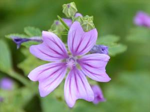 Malvenblüte (Malvae flos)