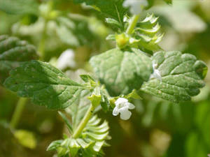 Melisse (Melissae folium)