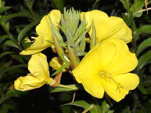 Nachtkerzenblüten (Oenothera biennis)