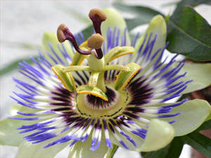 Passionsblume (Passflora incarnata)