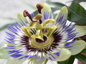 Passionsblume (Passflora incarnata) Passionsblume (Passflora incarnata)