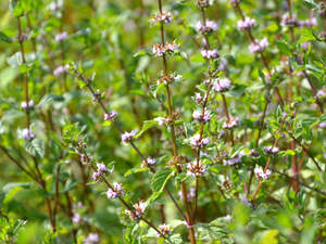 Pfefferminze (Mentha piperita)