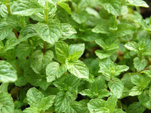 Pfefferminze (Mentha piperita)