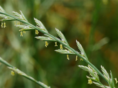 Kriechquecke (Graminis rhizoma) Kriechquecke (Graminis rhizoma)