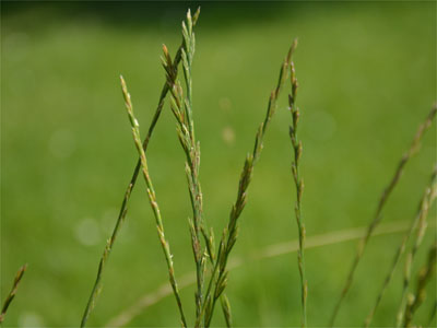 Kriechquecke (Graminis rhizoma) Kriechquecke (Graminis rhizoma)