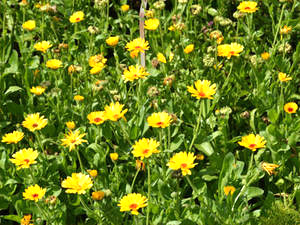 Ringelblume (Calendulae flos)