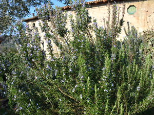 Rosmarin (Rosmarinus officinalis) Rosmarin (Rosmarinus officinalis)