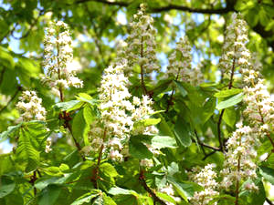 Rosskastanie (Aesculus hippocastanus) Rosskastanienblüten (Aesculus hippocastanus)