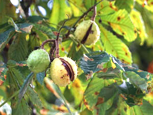 Rosskastanien (Aesculus hippocastanus)