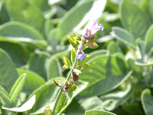 Salbei (Salvia officinalis)