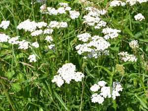 Schafgarbe (Achillea millefolium) Schafgarbe (Achillea millefolium)