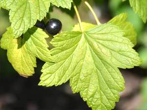 Schwarze Johannisbeere (Ribes nigrum)