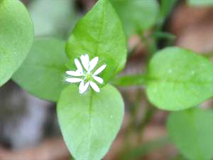 Vogelmiere (Stellaria media)