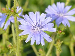 Wegwarte (Cichorium intybus)