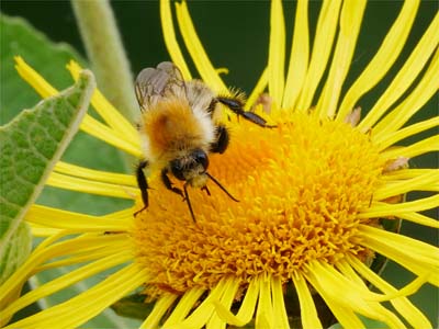 Alant (Inula helenii flos) Alant (Inulae helenii flos)