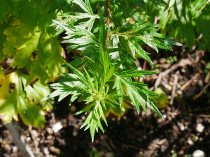 Beifuß (Artemisiae herba)