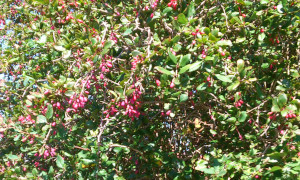 Berberitze (Berberis fructus)