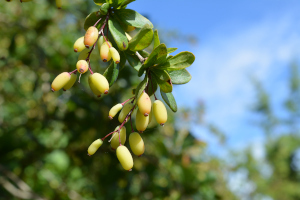 Berberitze (Berberis fructus)