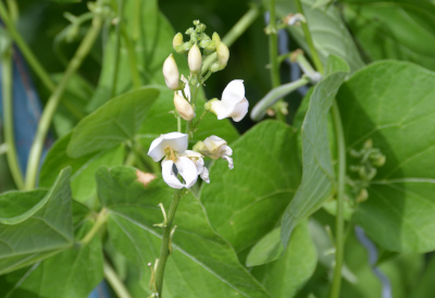 Bohnenblüte