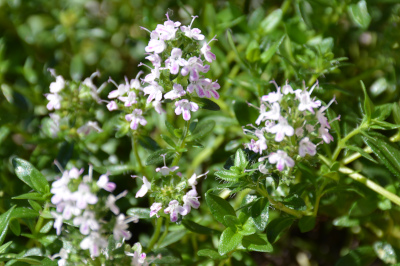 Bohnenkraut (Saturejae herba)