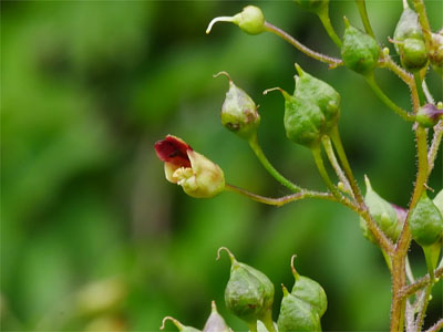 Knotiger Braunwurz (Scrophularia nodosa)